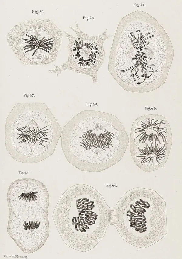 Flemming's drawings of dividing cells, with dark thread-like chromosomes gathering, lining up, pulling apart and finally splitting into two cells
