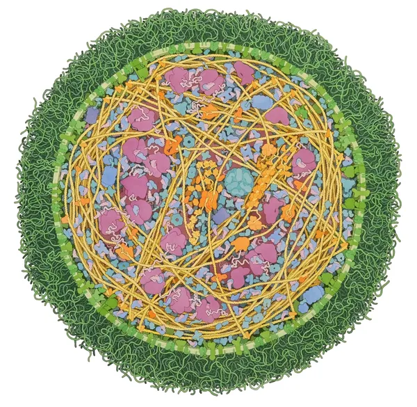 Goodsell's watercolor of a whole round bacterial cell with a fuzzy green edge, packed inside with yellow strands and pink and blue molecules