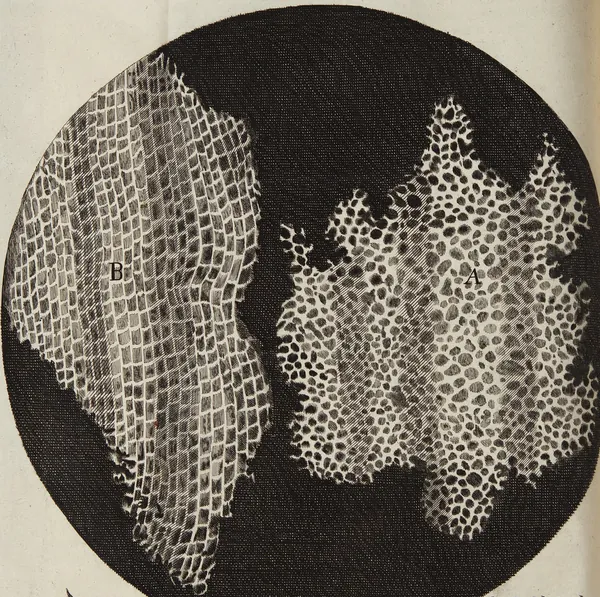 Hooke's drawing of two slices of cork inside a black circle, one showing rows of small boxes and the other a honeycomb of round holes